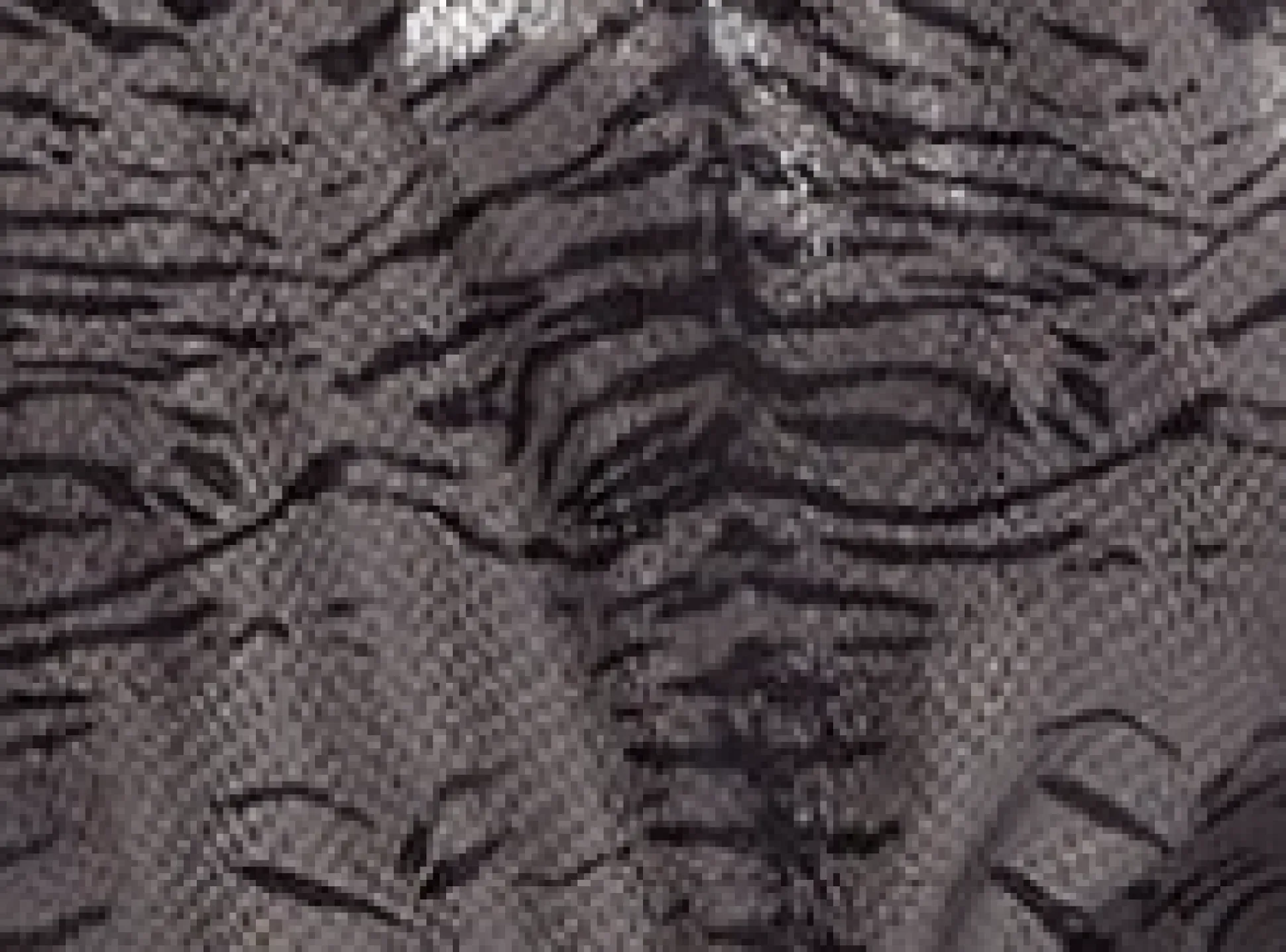 House of Holland Jumpsuit in Grey Wet Look Zebra Stripe
